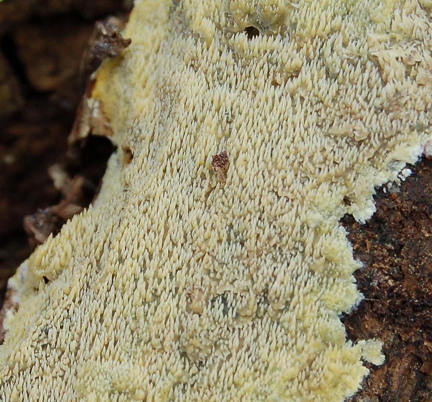Mycoacia uda